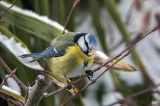 Nuthatch (Sitta europaea) sitting on a branch, Baden-Württemberg, Germany