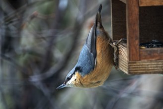 Nuthatch (Sitta europaea) sitting with head down on a bird feeder, Baden-Württemberg, Germany