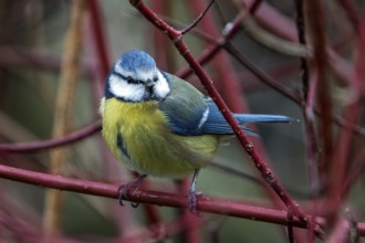 Blue tit (Cyanistes caeruleus), sitting on a branch, Baden-Württemberg, Germany