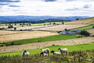 Sheeps, Scotish fields and farms, Southeast Scotland, UK