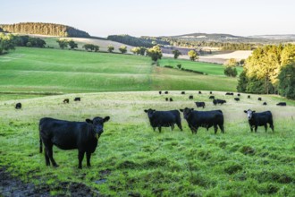 Bulls and Cows on Scottish Borders Farms, Scotland, UK
