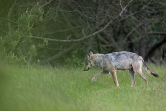 The wolf pheasant (Canis lupus) wanders into the dense pine forest, from later observations I know
