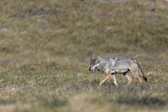 The heat is clearly causing the she-wolf (Canis lupus) problems, rearing her young, Denmark
