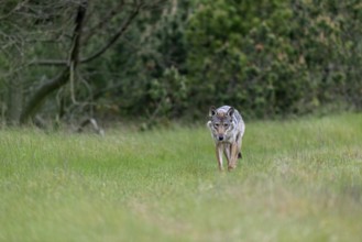 The tension and excitement increases noticeably when the wolf pheasant (Canis lupus) moves directly