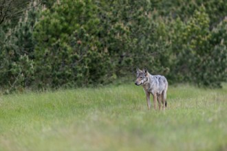 Based on the behaviour of the wolf fawn (Canis lupus), I suspect that the forest clearing is the