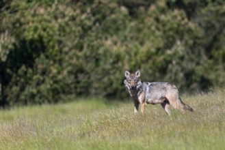 The shutter sound of the camera makes the wolf (Canis lupus) look in my direction, as it can't see