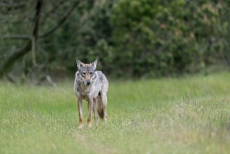 Raising pups is a stressful time for all animals, and this two-year-old wolf pheasant (Canis lupus)