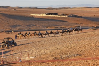 Dromedaries, camel rides for tourists, Agafay Desert, rocky rocky desert near Marrakech, Morocco