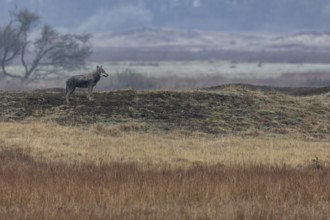 What might be going on in the mind of the wolf (Canis lupus) as it watches the pack of red deer