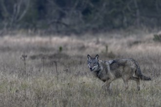 Encountering a wolf (Canis lupus) in the wild is always something special, shy, fearful, sceptical,