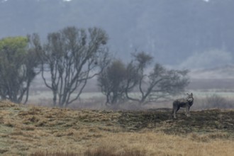 Still undecided, the wolf (Canis lupus) stands on the hill, hunting, Denmark