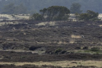 An old wolf (Canis lupus) and a yearling meet on a heath, Denmark