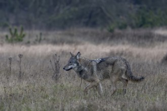 The wolf (Canis lupus) walks past me with a steady, forward-facing gaze, shy, fearful, sceptical,