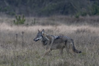 Slowly the wolf (Canis lupus) slows its pace, shy, fearful, sceptical, insecure, Denmark