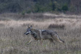 After the wolf (Canis lupus) has noticed a movement from me, it changes direction and passes me in