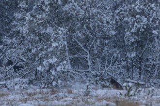 Snow and cold are something completely new for the 8-month-old wolf pup (Canis lupus) and he seems