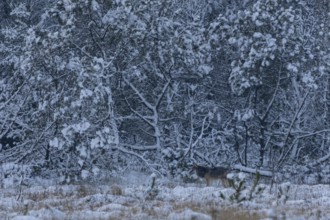 I'm already stowing away my camera when an 8-month-old wolf pup (Canis lupus) appears in the wintry