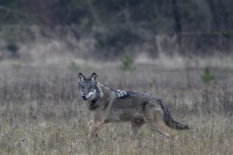 This wolf (Canis lupus) is one of the most beautiful specimens of this species that I have observed