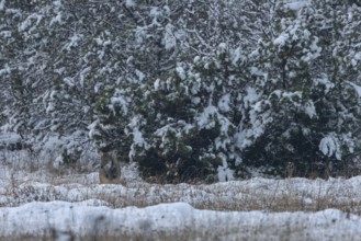 Mice exert a magical attraction on the 8-month-old wolf pup (Canis lupus), I cannot observe a