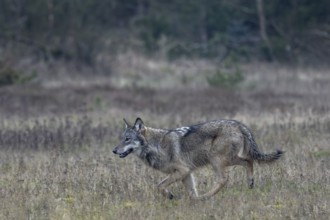 Running study of the wolf (Canis lupus) at a trot, shy, anxious, sceptical, insecure, Denmark