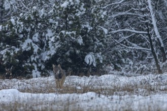 Slowly the 8-month-old wolf pup (Canis lupus) wanders into the forest meadow, all his attention is