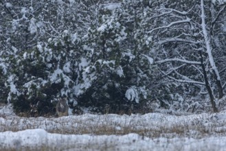 An 8-month-old wolf pup (Canis lupus) appears in a wintry ambience in a clearing in the forest,