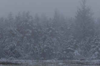 A last look at the wolf pup (Canis lupus), a little later it will have disappeared into the forest,