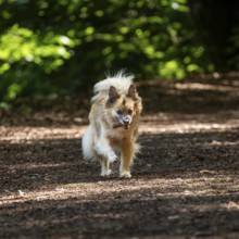Dog, mixed breed, runs