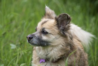 Dog, mixed breed lying in grass, portrait