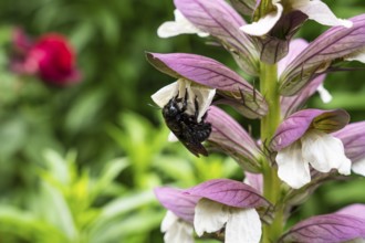 Wood bee (Xylocopa) on a flower of Acanthus spinosus (Acanthus spinosus) . Baden-Württemberg,