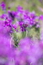 Alpine sweet clover (Hedysarum alpinum) also known as Eskima potato or bear's root, purple flowers,