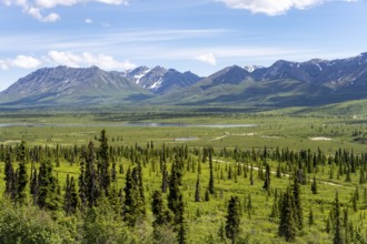 Taiga and tundra in front of mountain landscape, picturesque landscape, Glenn Highway, Alaska, USA