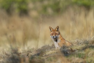 A red fox (Vulpes vulpes) in front of its den, rearing its young, spring, Germany
