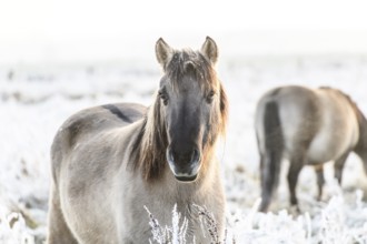 Horse in the foreground on a frosty pasture in diffuse light, Konik, Konik horse, Konik pony (Equus