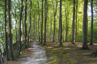 Trail through beech forest, Granitz Nature Reserve, Southeast Rügen Biosphere Reserve, Rügen