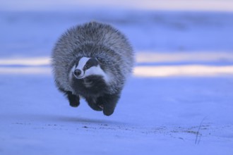 European badger (Meles meles), jumping in a snowy landscape in the last light, Swabian Alb