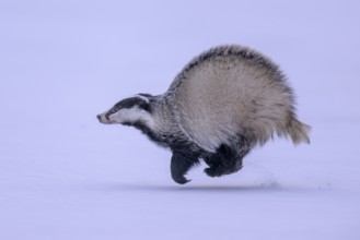 European badger (Meles meles), running in a snowy landscape, Swabian Alb biosphere reserve,
