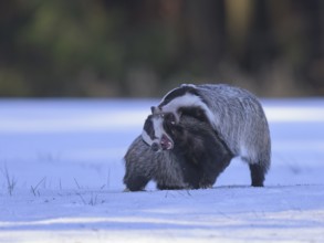 European badger (Meles meles), playful fight in a snowy landscape in the last light, Swabian Alb