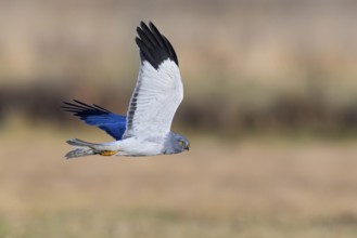 Hen harrier (Circus cyaneus), close-up, grey male flying with outstretched wings in a hunting