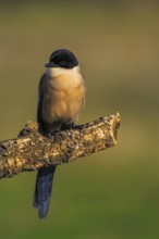 Azure-winged Magpie (Cyanopica cyana) on a cork oak branch, Castilla-La Mancha, Spain