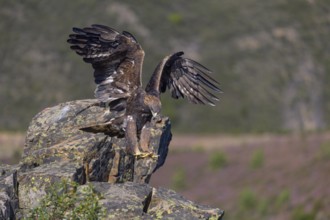 Golden eagle (Aquila chrysaetos), female landing on a lichen-covered rock, flight, flying, habitat,