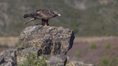 Golden eagle (Aquila chrysaetos), female on a lichen-covered rock, habitat, Extremadura, Spain