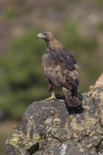 Golden eagle (Aquila chrysaetos), male, Tercel on a lichen-covered rock, Extremadura, Spain