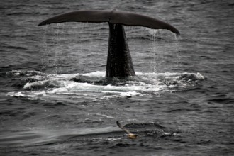 Sperm whale fluke dives into the sea in Andenes during a whale watching trip, Andenes, Vesterålen,