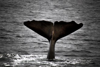 Sperm whale fluke over the water in Andenes during a whale watching trip, Andenes, Vesterålen,