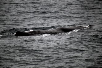 Sighting of a sperm whale on the water surface during a whale watching trip, Vesterålen, Norway