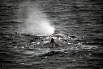 Sperm whale observed during a whale watching trip near Andenes, Vesterålen, Norway