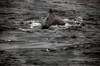 Impressive view of a sperm whale during a whale watching trip, Vesterålen, Norway