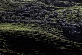 Grazing sheep in a meadow near Wharariki Beach, Wharariki Beach, New Zealand