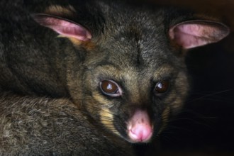 Close-up of a possum with expressive eyes at Wilson Bay Farm, zero